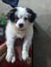 Samoyed breed for sell!